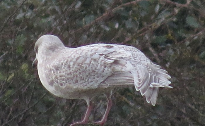 Kumlien's Gull