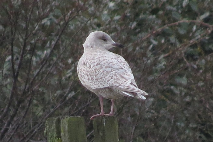 Kumlien's Gull