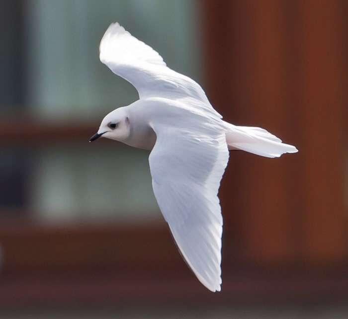 Ross's Gull