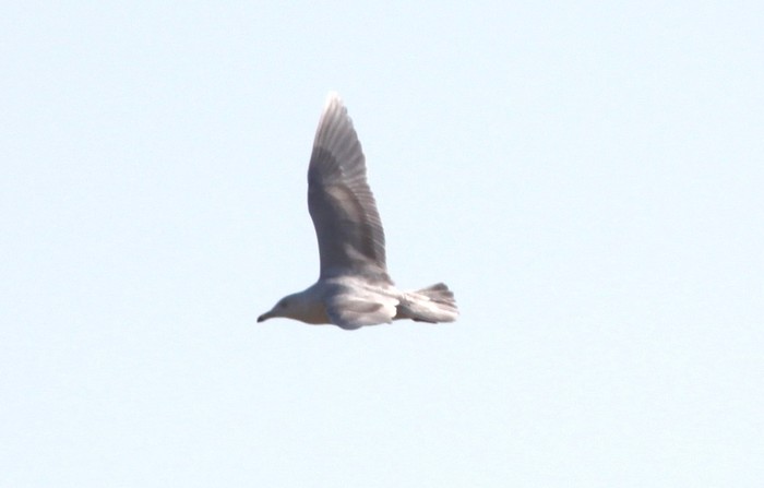 Glaucous Gull