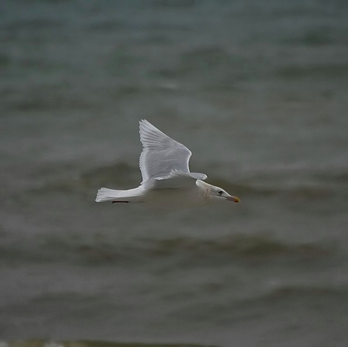 Kumlien's Gull