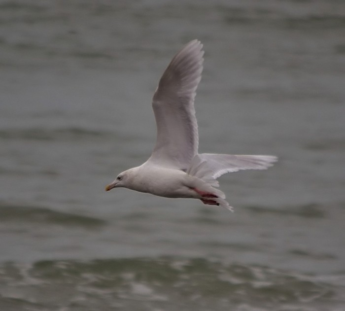 Kumlien's Gull