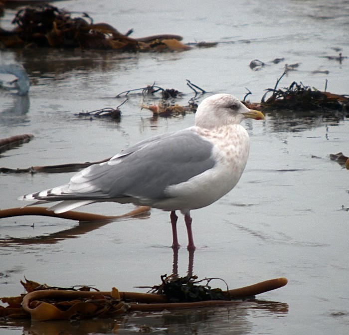 Kumlien's Gull