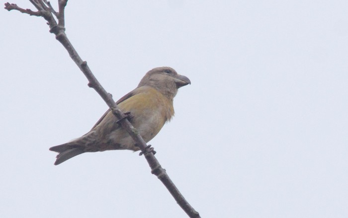 Parrot Crossbill