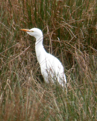 Cattle Egret