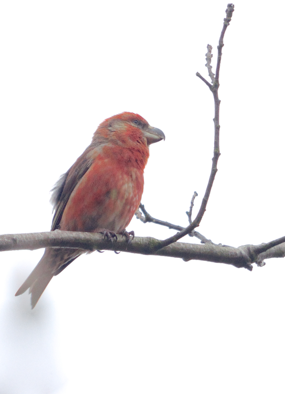 Parrot Crossbill