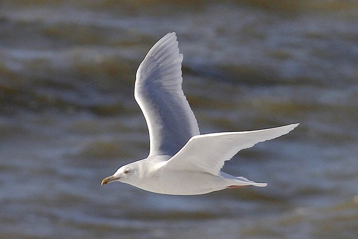 Glaucous Gull