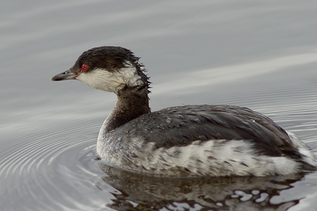 Slavonian Grebe