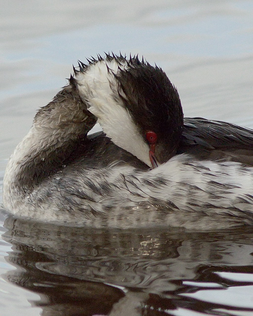 Slavonian Grebe