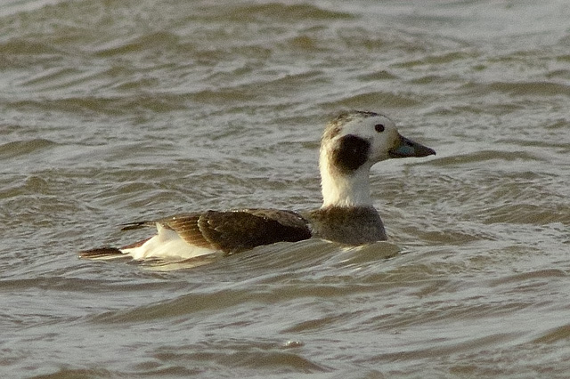 Long-tailed Duck