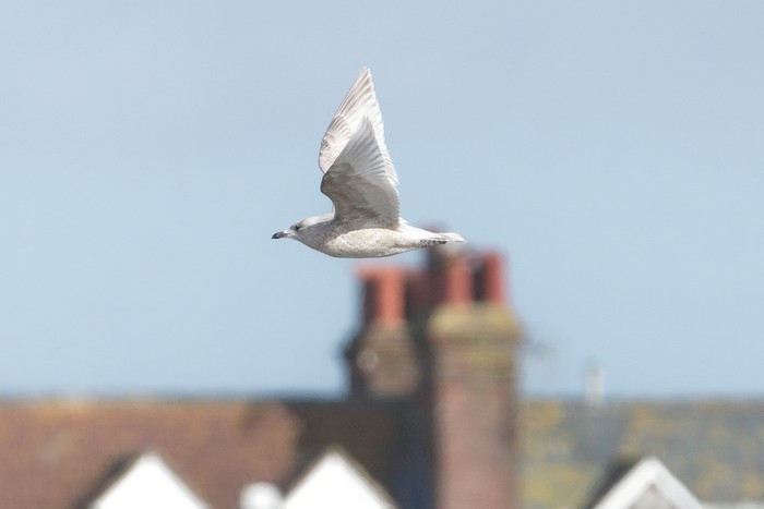 Kumlien's Gull