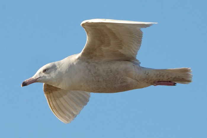 Glaucous Gull