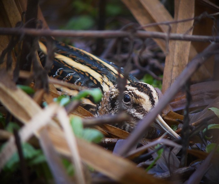 Jack Snipe