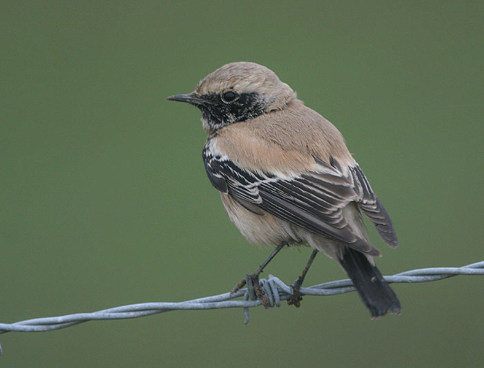 Desert Wheatear