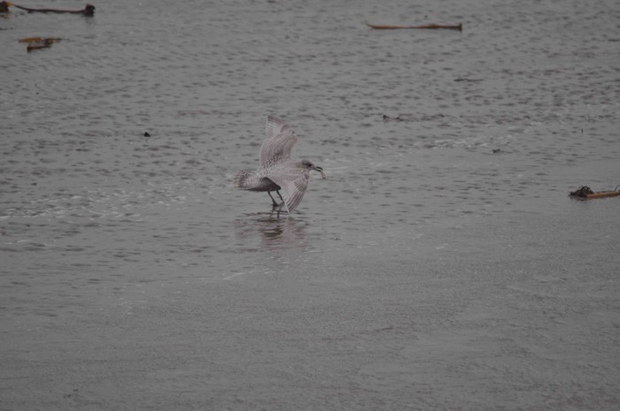 Kumlien's Gull
