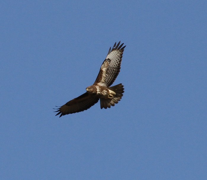 Buzzard
