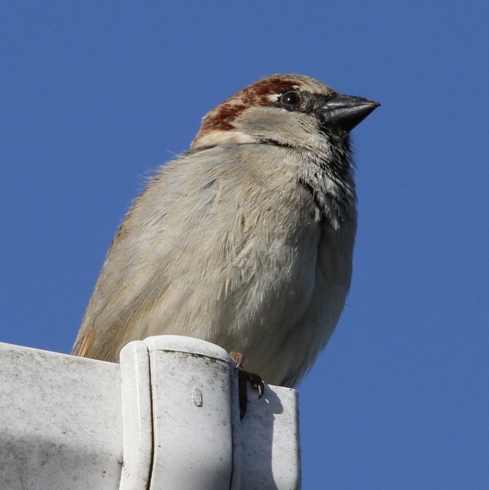 House Sparrow