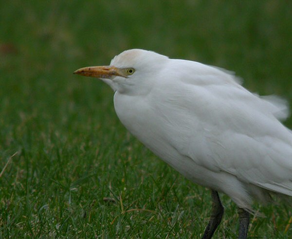 Cattle Egret
