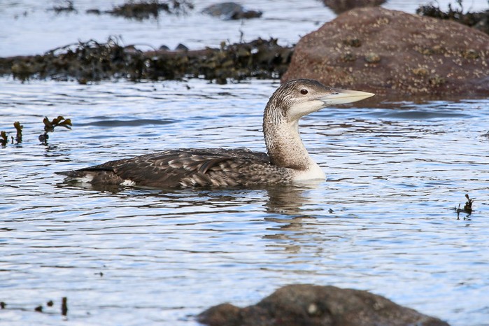 White-billed Diver