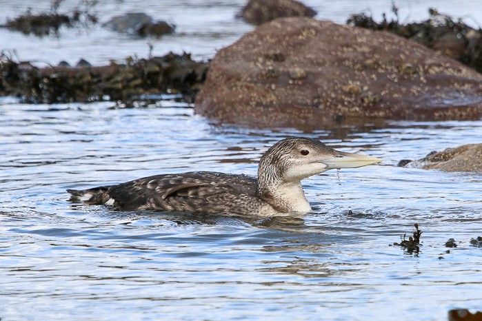 White-billed Diver