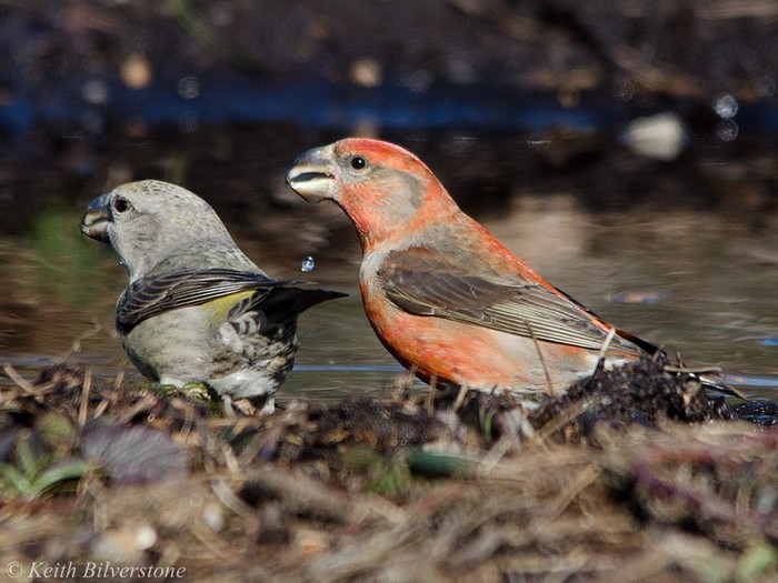 Parrot Crossbill