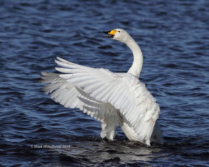 Whooper Swan