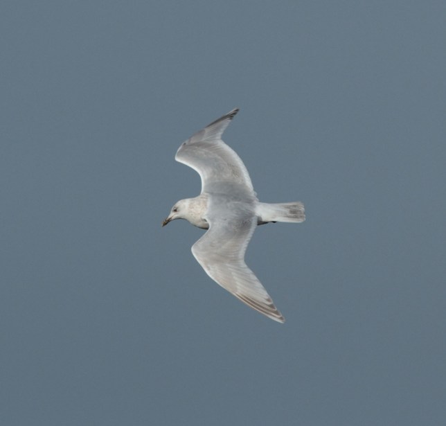 Kumlien's Gull