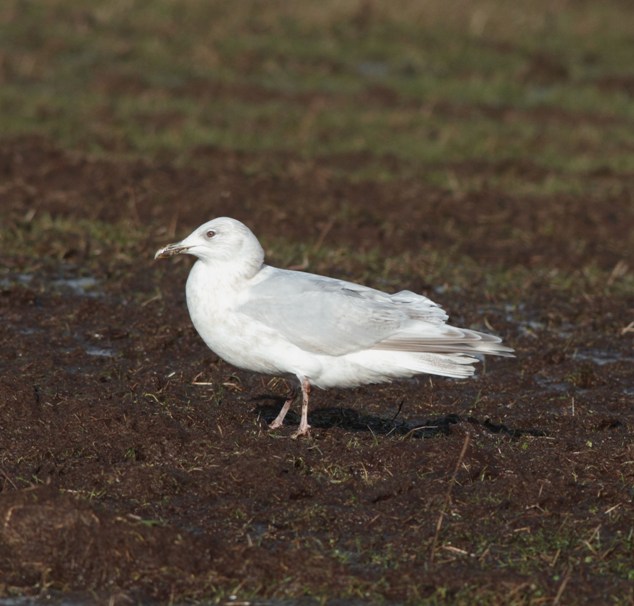 Kumlien's Gull