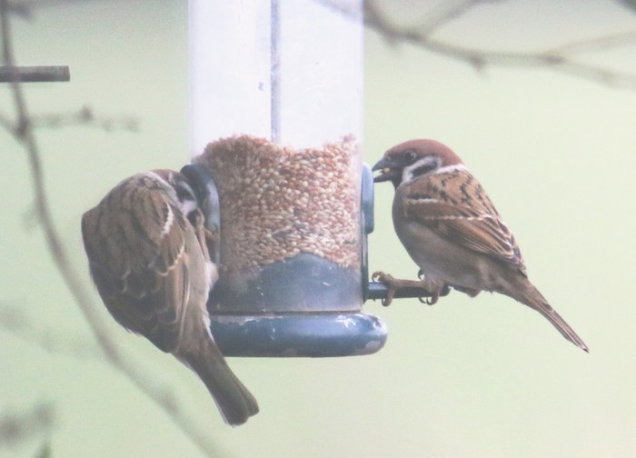 Tree Sparrow