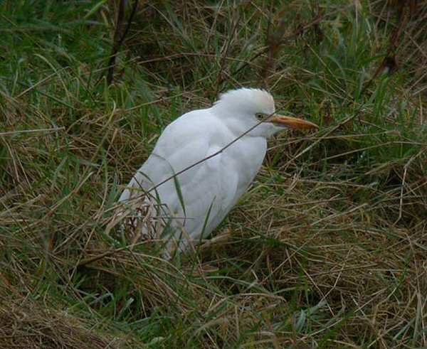 Cattle Egret