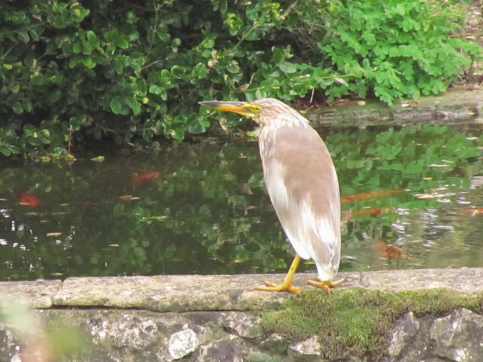 Chinese Pond Heron