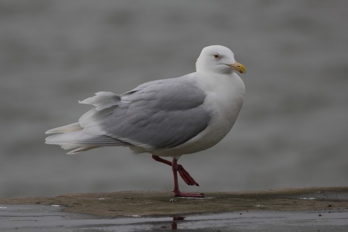Glaucous Gull