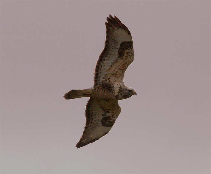 Rough-legged Buzzard