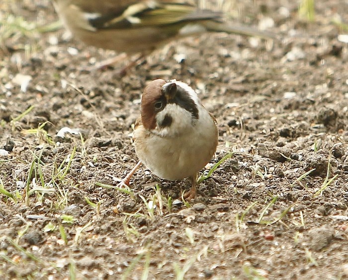 Tree Sparrow