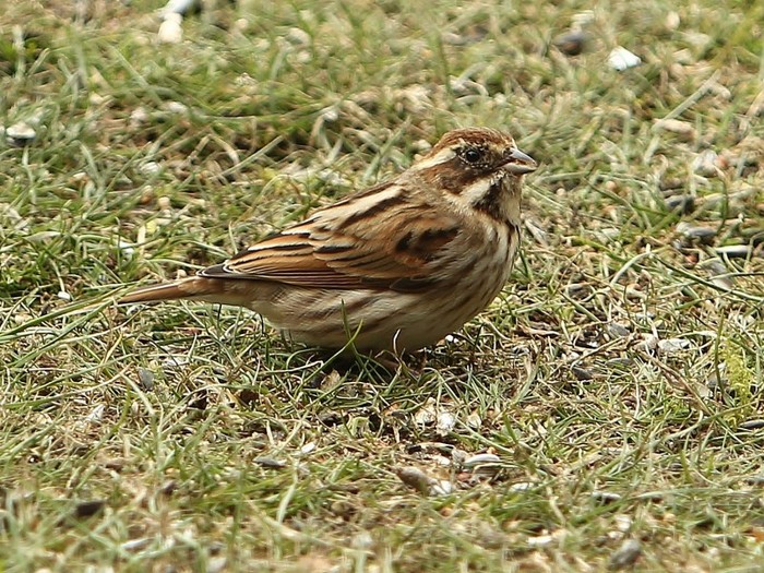 Reed Bunting