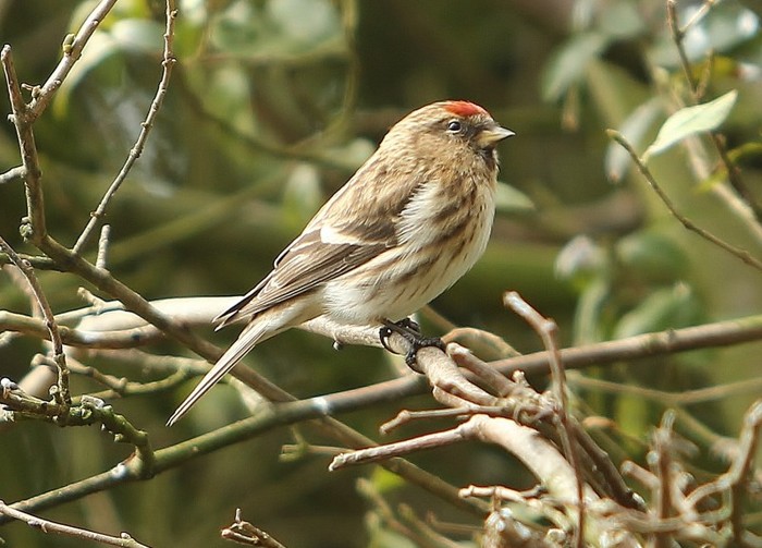 Lesser Redpoll