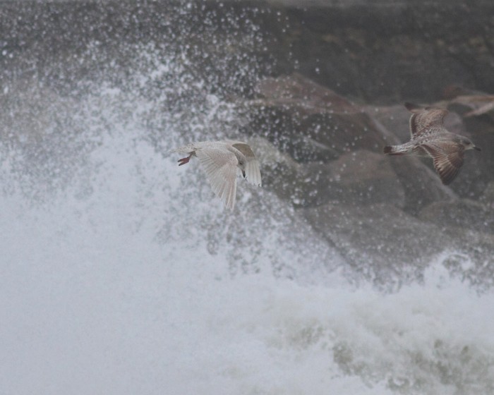 Kumlien's Gull