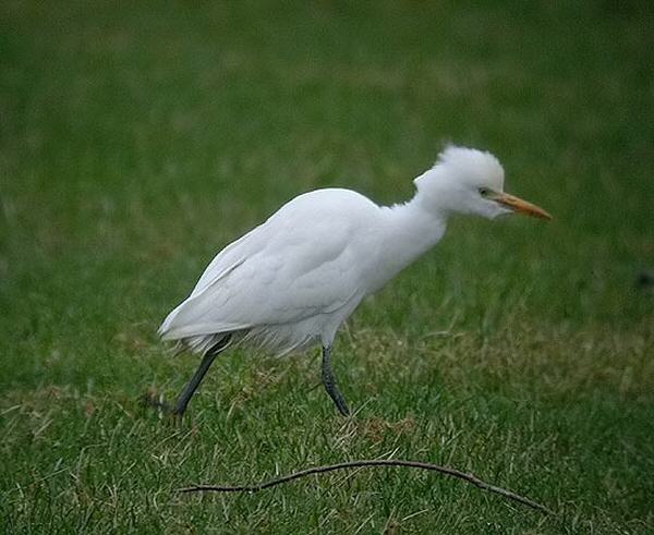 Cattle Egret