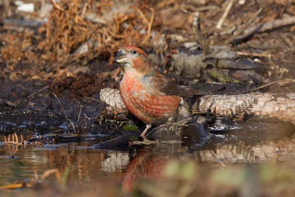 Parrot Crossbill