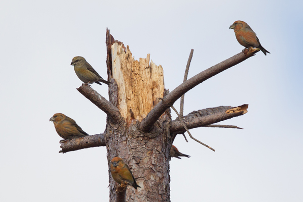 Parrot Crossbill