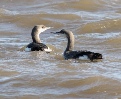 Black-throated Diver