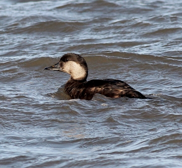 Common Scoter