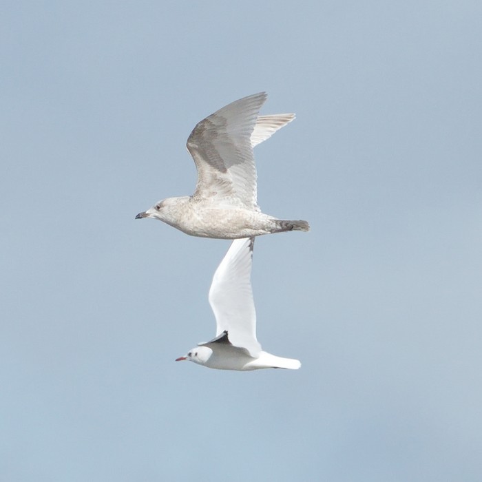 Kumlien's Gull