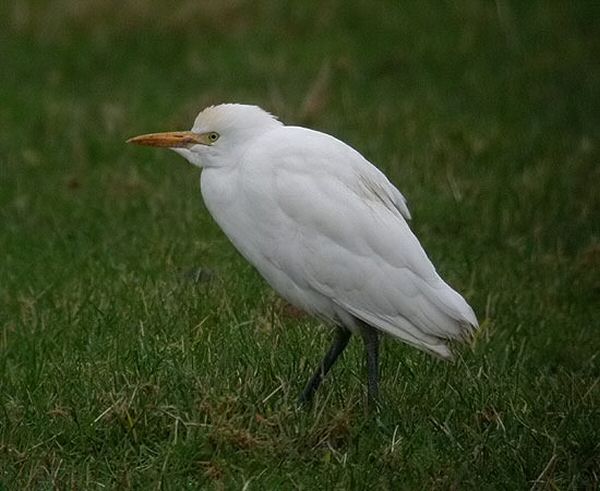 Cattle Egret