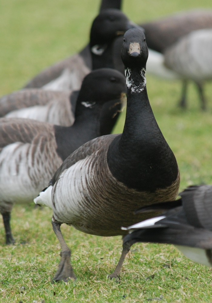 Grey-bellied Brant