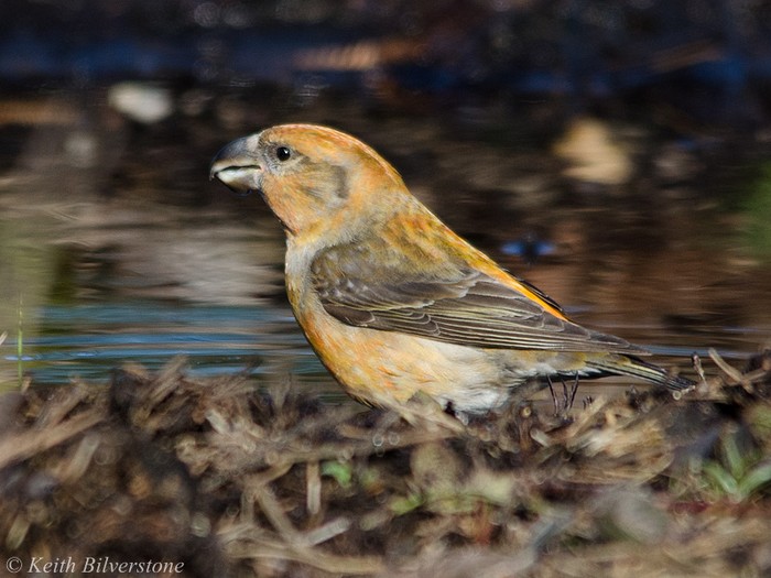 Parrot Crossbill
