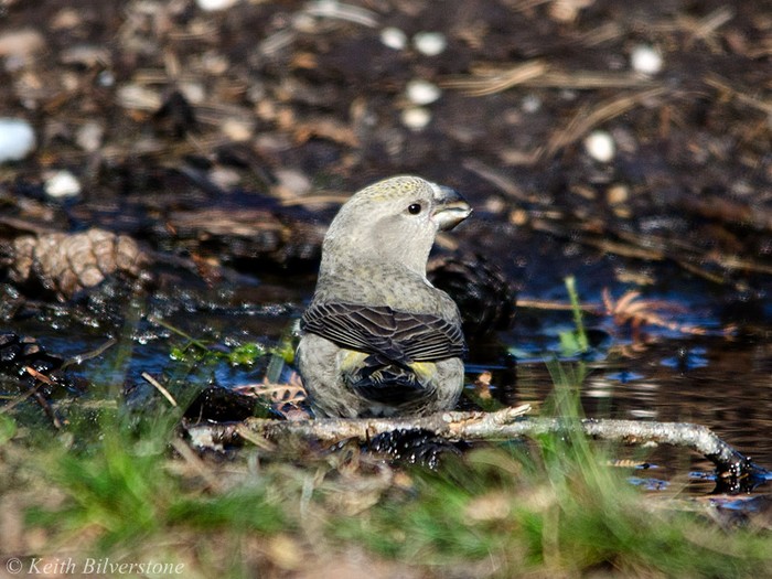 Parrot Crossbill