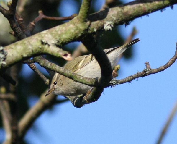 Hume's Yellow-browed Warbler