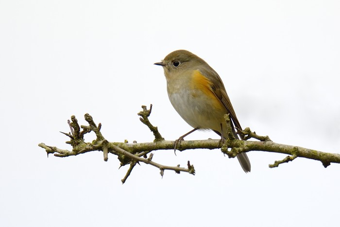 Red-flanked Bluetail