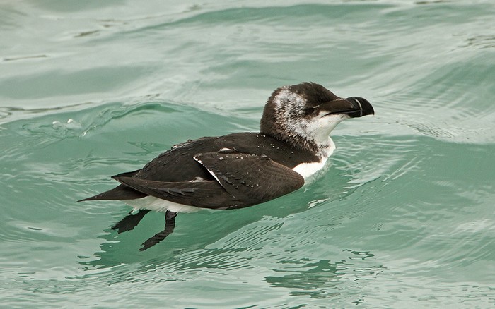 Razorbill